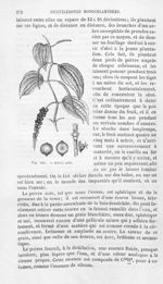 Poivre noir - Histoire naturelle des drogues simples, ou Cours d'histoire naturelle professé à l'Éco [...]