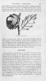 Chêne vélani - Histoire naturelle des drogues simples, ou Cours d'histoire naturelle professé à l'Éc [...]