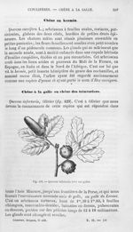 Quercus infectoria avec ses galles - Histoire naturelle des drogues simples, ou Cours d'histoire nat [...]
