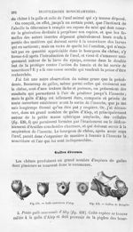 Galle couronnée d'Alep / Gallon de Hongrie - Histoire naturelle des drogues simples, ou Cours d'hist [...]
