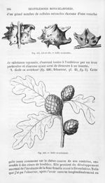 Galle corniculée / Galle en artichaut - Histoire naturelle des drogues simples, ou Cours d'histoire  [...]