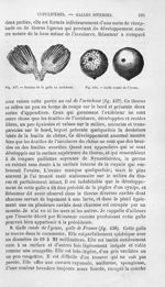 Section de la galle en artichaut / Galle ronde de l'yeuse - Histoire naturelle des drogues simples,  [...]