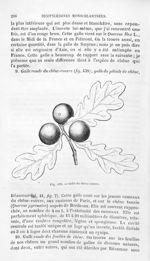 Galle du chêne-rouvre - Histoire naturelle des drogues simples, ou Cours d'histoire naturelle profes [...]