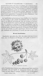 Liquidambar styraciflua - Histoire naturelle des drogues simples, ou Cours d'histoire naturelle prof [...]