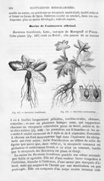 Dorstenia brasiliensis / Dorstenia contrayerva - Histoire naturelle des drogues simples, ou Cours d' [...]