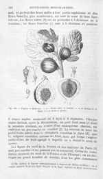 Figuier.-Rameaux / Fleurs mâle et femelle / Section de la figue / Fruit et graine - Histoire naturel [...]