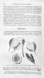 Ficus religiosa / Rameaux couverts de laque / Section du fruit - Histoire naturelle des drogues simp [...]