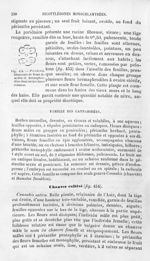 Parietaria - Histoire naturelle des drogues simples, ou Cours d'histoire naturelle professé à l'Écol [...]