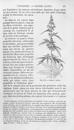 Chanvre cultivé - Histoire naturelle des drogues simples, ou Cours d'histoire naturelle professé à l [...]