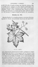Houblon - Histoire naturelle des drogues simples, ou Cours d'histoire naturelle professé à l'École s [...]