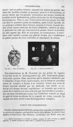 Cône de houblon - Histoire naturelle des drogues simples, ou Cours d'histoire naturelle professé à l [...]