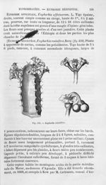 Euphorbe résinifère - Histoire naturelle des drogues simples, ou Cours d'histoire naturelle professé [...]