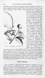 Mancenillier à feuilles de houx - Histoire naturelle des drogues simples, ou Cours d'histoire nature [...]