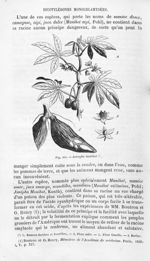 Jatropha manihot - Histoire naturelle des drogues simples, ou Cours d'histoire naturelle professé à  [...]