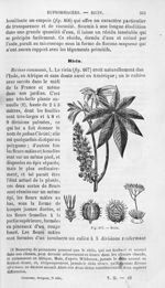 Ricin - Histoire naturelle des drogues simples, ou Cours d'histoire naturelle professé à l'École sup [...]