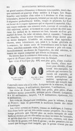 Ricin d'Amérique / Ricin de France - Histoire naturelle des drogues simples, ou Cours d'histoire nat [...]