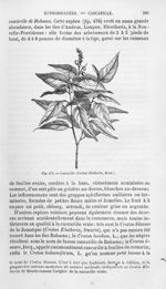 Cascarille - Histoire naturelle des drogues simples, ou Cours d'histoire naturelle professé à l'Écol [...]