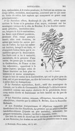 Santal - Histoire naturelle des drogues simples, ou Cours d'histoire naturelle professé à l'École su [...]