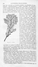 Garou - Histoire naturelle des drogues simples, ou Cours d'histoire naturelle professé à l'École sup [...]