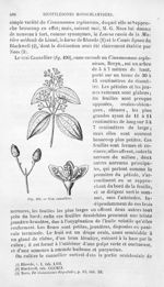 Vrai cannellier - Histoire naturelle des drogues simples, ou Cours d'histoire naturelle professé à l [...]