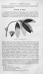 Cannelle de Chine - Histoire naturelle des drogues simples, ou Cours d'histoire naturelle professé à [...]