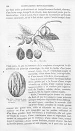 Muscadier / Graine de muscadier - Histoire naturelle des drogues simples, ou Cours d'histoire nature [...]