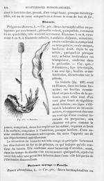 Bistorte - Histoire naturelle des drogues simples, ou Cours d'histoire naturelle professé à l'École  [...]