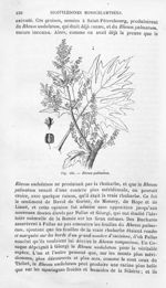 Rheum palmatum - Histoire naturelle des drogues simples, ou Cours d'histoire naturelle professé à l' [...]