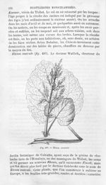 Rheum australe - Histoire naturelle des drogues simples, ou Cours d'histoire naturelle professé à l' [...]