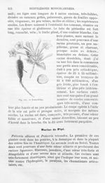 Faux-Jalap - Histoire naturelle des drogues simples, ou Cours d'histoire naturelle professé à l'Écol [...]