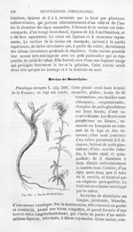 Racine de Dentelaire - Histoire naturelle des drogues simples, ou Cours d'histoire naturelle profess [...]