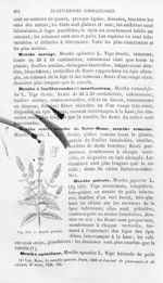 Menthe poivrée - Histoire naturelle des drogues simples, ou Cours d'histoire naturelle professé à l' [...]