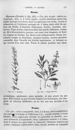 Hysope / Sauge officinale - Histoire naturelle des drogues simples, ou Cours d'histoire naturelle pr [...]