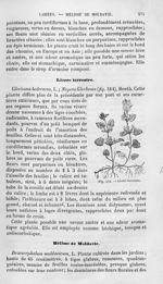 Lierre terrestre - Histoire naturelle des drogues simples, ou Cours d'histoire naturelle professé à  [...]
