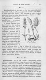 Bétoine - Histoire naturelle des drogues simples, ou Cours d'histoire naturelle professé à l'École s [...]