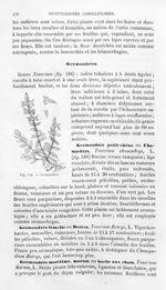 Germandrée - Histoire naturelle des drogues simples, ou Cours d'histoire naturelle professé à l'Écol [...]