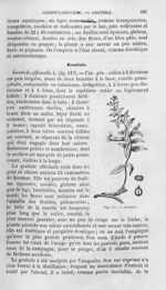 Gratiole - Histoire naturelle des drogues simples, ou Cours d'histoire naturelle professé à l'École  [...]