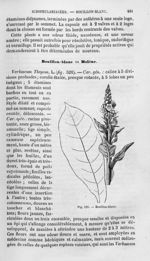 Bouillon-blanc - Histoire naturelle des drogues simples, ou Cours d'histoire naturelle professé à l' [...]