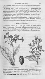 Nicotiane-tabac / Tabac rustique - Histoire naturelle des drogues simples, ou Cours d'histoire natur [...]