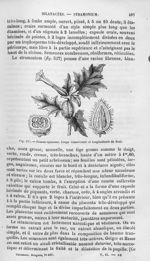 Pomme-épineuse. Coupe transversale et longitudinale du fruit - Histoire naturelle des drogues simple [...]