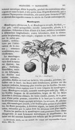 Mandragore - Histoire naturelle des drogues simples, ou Cours d'histoire naturelle professé à l'Écol [...]