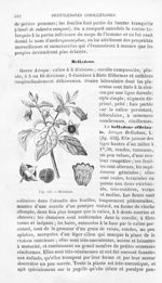 Belladone - Histoire naturelle des drogues simples, ou Cours d'histoire naturelle professé à l'École [...]