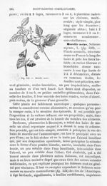 Morelle noire - Histoire naturelle des drogues simples, ou Cours d'histoire naturelle professé à l'É [...]