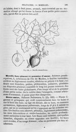 Morelle mammiforme - Histoire naturelle des drogues simples, ou Cours d'histoire naturelle professé  [...]