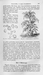 Fécule de pomme de terre / Tomate Solanum lycopersicum - Histoire naturelle des drogues simples, ou  [...]