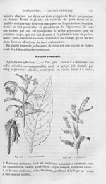 Grande consoude / Cynoglosse - Histoire naturelle des drogues simples, ou Cours d'histoire naturelle [...]