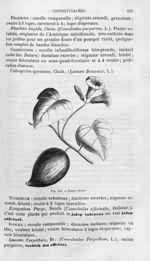 Patate douce - Histoire naturelle des drogues simples, ou Cours d'histoire naturelle professé à l'Éc [...]