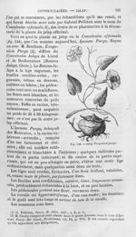 Jalap Exogonium purga - Histoire naturelle des drogues simples, ou Cours d'histoire naturelle profes [...]