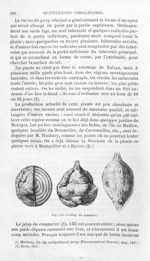 Jalap du commerce - Histoire naturelle des drogues simples, ou Cours d'histoire naturelle professé à [...]