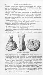 Jalap fusiforme - Histoire naturelle des drogues simples, ou Cours d'histoire naturelle professé à l [...]